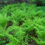 Image of Athyrium filix-femina Lady Fern int he wild with bright green fronds