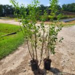 Image of 3 Baccharis halimifolia Groundsel Bush in 1gallon containers in full sun in our nursery on the ground