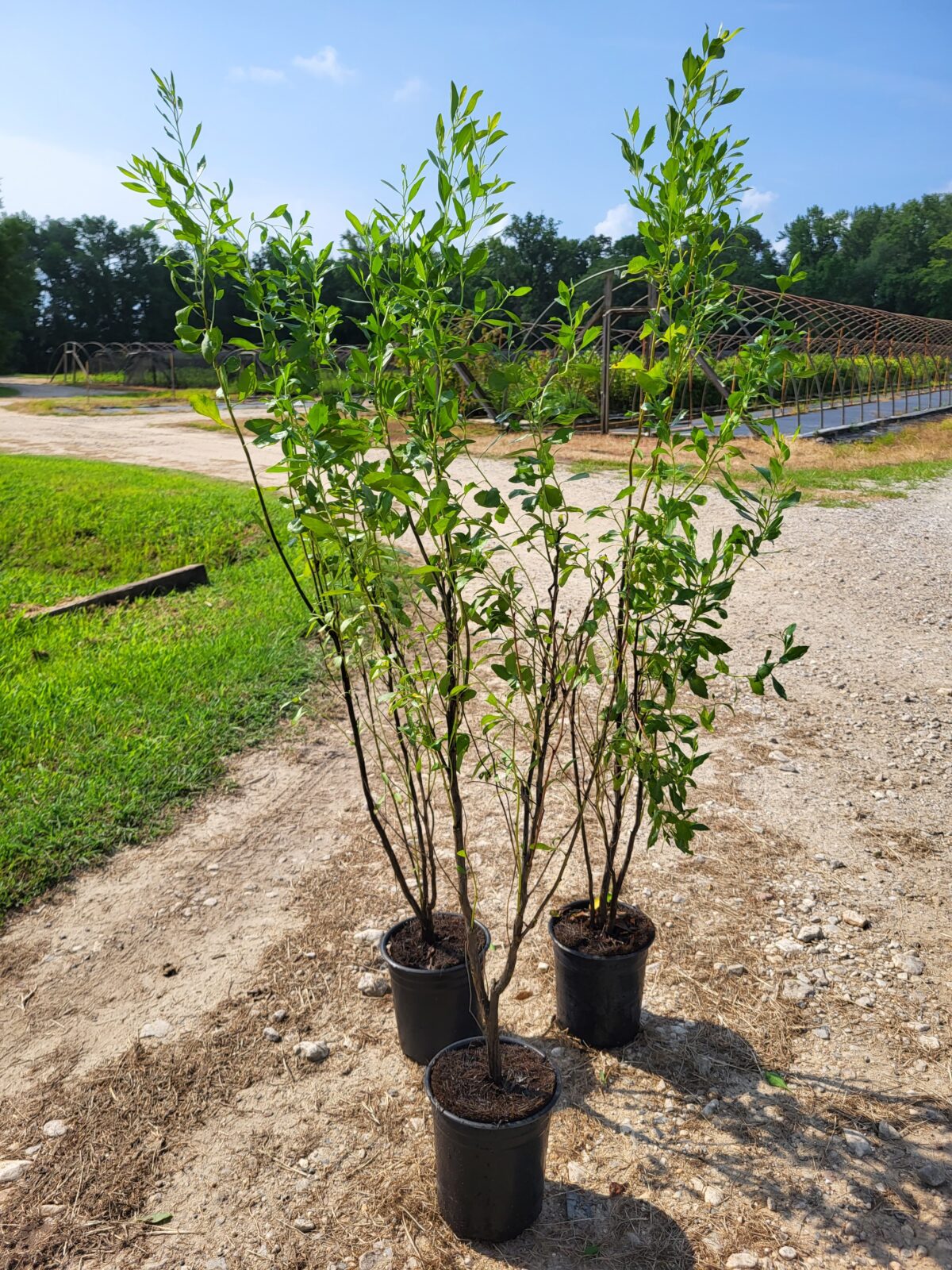 Image of 3 Baccharis halimifolia Groundsel Bush in 1gallon containers in full sun in our nursery on the ground