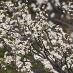 Image of a Beach Plum Prunus maritima branch covered in small white flowers with a blurred background