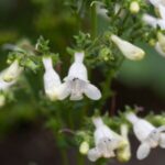 Image of Penstemon digitalis Beardtongue focused on its white tubular flowers that are drooping down coming from green stems and a blurred green and brown background