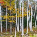 Image of Betula papyrifera Paper Birch in a wooded area with white trunks and yellow foliage