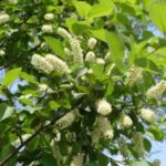 Image of a Prunus serotina Black Cherry branch with long white tubular lacelike flowers surrounded by green leaves in front of a blue sky in full sun