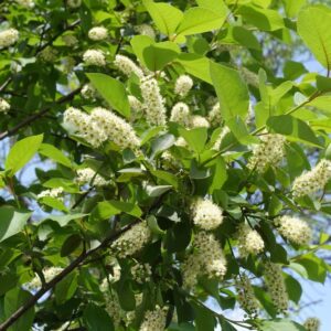 Image of a Prunus serotina Black Cherry branch with long white tubular lacelike flowers surrounded by green leaves in front of a blue sky in full sun
