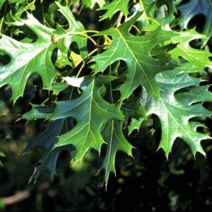 Image of a Quercus velutina Black Oak branch covered in green oak leaves