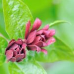 Image of Calycanthus floridus Eastern Sweetshrub zoomed in on its small redish-brown flower