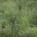 Image of Carex stricta Tussock Sedge in what looks like a field of itself growing in green clumps