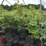 Image of a group of containerized Carya Glabra Pignut Hickory trees in the lines of a nursery in a cloudy day