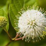 Image of Cephalanthus occidentalis Buttonbush zoomed in on its white pin-cushion/ star-burst like flowers