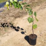 Image of Cercis canadensis Red Bud containerized in full sun placed on a dirt road with its stem drooping slightly to the left