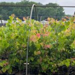 Image of Cercis canadensis Red Bud containerized trees in a nursery line all grouped together with green and red leaves on a partly cloudy day