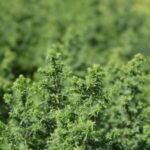 Image of a group of Chamaecyparis thyoides Atlantic White Cedar focused on the top of a tree full and green