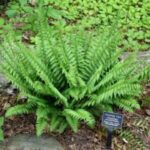 Image of Polystichum acrostichoides Christmas fern with green fronds arising from a central growth point with clovers in the background