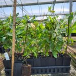 Image of Clethra alnifolia Sweetpepperbsh tubelings in Anderson Band Pots with one removed from its pot to see its rooting = height stick in picture to indicate under 24"