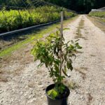 Image of Cornus amomum Silky Dogwood with green leaves in a container on a dirt road with a height stick showing it under 36"