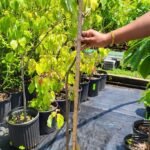 Image of a 2gallon containerized Cornus florida Flowering Dogwood infront of a group of the same plants in a nursery line with a person holding a measuring tick showing it is under 48"