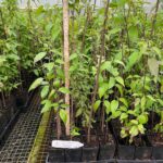 Image of Cornus racemosa Gray dogwood tubelings in Anderson Band Pots inside a greenhouse with a measuring stick showing they are 1' tall