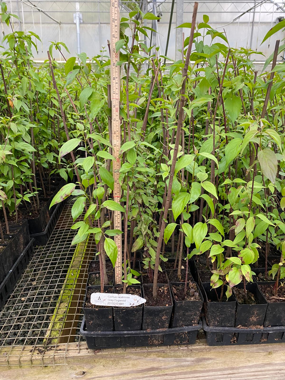 Image of Cornus racemosa Gray dogwood tubelings in Anderson Band Pots inside a greenhouse with a measuring stick showing they are 1' tall