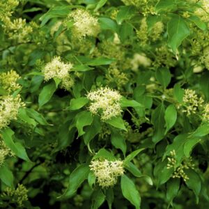 Image of Cornus racemosa Gray Dogwood zoomed in on its small white flowers surrounded by green leaves