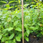 Potted Red Twig Dogwood ('Cornus sericea') shrubs
