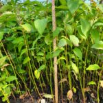 Image of Cornus sericea Redosier Dogwood tubelings with green leaves in Ellepots inside of a greenhouse with a measuring stick showing they are about a foot tall
