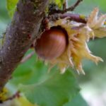 Image of Corylus americana American Hazelnut zoomed in on a brown hazelnut