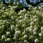 Image of Dwarf Witchalder Fothergilla gardenii growing in nature standing tall with white bottlebrush flowers and green leaves in full sun