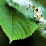 Image of a Populus deltoides Eastern Cottonwood leaf with seed capsules that have silky white hairs