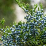 Image of a close up of Juniperus virginiana Easter Red Cedar focused on its blue juniper berries and green evergreen leaves