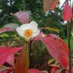 Image of a Franklinia alatamaha Franklin tree focused on a big white flower with a yellow center surrounded by red leaves