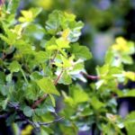 Image of Rhus aromatica, Fragrant Suma 'Gro-Low' focused in on its low-growing green leaves with a blurred dark background. The plant is in partial sunlight