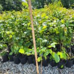 Hamamelis virginiana, also known as common witchhazel, in a pot with a measuring stick.