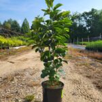 Image of Hamamelis virginiana Witchhazel in a 2gallon container on a dirt road Infront of a blue sky in full sun