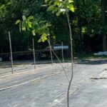 Image of Hamamelis virginiana Witchhazel in a 5gallon container on its own standing tall in front of the woods