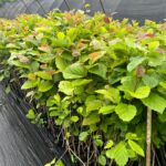 Image of Hamamelis virginiana Witchhazel tubelings in Anderson Band Pots with mostly green leaves and some orange. There is a height stick in the picture showing them to be over a foot tall