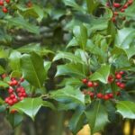 Image of Ilex opaca American Holl 'Satyr Hill' cultivar growing naturally with dense evergreen foliage and bright red berries
