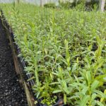 Image of Hypericum prolificum Shrubby St, John's wort tubeligns in elle pot container inside of a greenhouse filling up a full table