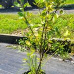 Image of Ilex glabra Inkberry in a 1gallon container bushy with green leaves in full sun, there is a blue tractor in the background.