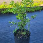 Image of Ilex glabra Inkberry in a 3gallon container bushy and in full shade place on the ground of a hoop house with a building in the background