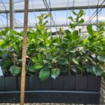 Image of Ilex opaca American Holly tubelings in anderson band pots growing in a greenhouse with a measuring stick showing they are about 8-10 inches tall