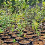 Image of a group of Ilex verticillata Winterberry in 1 gallon containers in a nursery line with green leaves