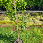 Image of an Ilex verticillata Winterberry in a 2 gallon container on a grassy patch next to a nursery line with green leaves and a height stick showing it is 40" tall