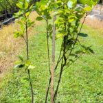 Image of Ilex verticillata Winterberry in a 5gallon container with green leaves and multiple stems placed on a grassy area in full sun with a height stick measuring it at about 40" tall