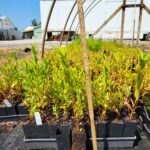 Image of Itea virginica Sweetspire tubelings in full sun with a tubeling out of its pot infront to show the roots. All tubelings have green leaves sticking straight up