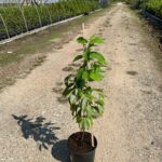 Image of Lindera benzoin Spicebush in a 3gallon container in full sun on a dirt road with green leaves drooping down and a measuring stick showing it at 37 inches tall