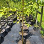 Image of a Linder benzoin Spice bush in a 5gallon container in a nursery line with more behind it and a measuring stick showing it at about 40 inches tall. green leaves covering the branches