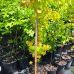 Image of a Liquidambar styraciflua Sweet Gum tree in a 3 gallon container with green leaves in a nursery hoop line with more behind it and a measuring stick showing it is 48 inches tall