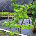Image of a Liquidambar styracilua Sweet Gum tree in a 5 gallon container covered in green star like leaves in front of a nursery line looking to be over 60inches tall