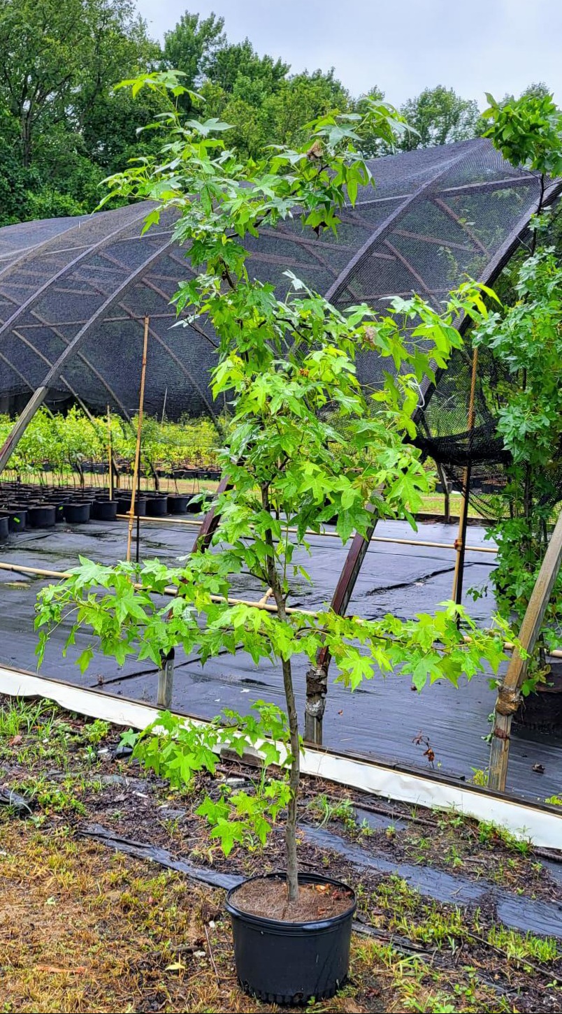 Image of a Liquidambar styracilua Sweet Gum tree in a 5 gallon container covered in green star like leaves in front of a nursery line looking to be over 60inches tall