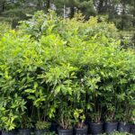 Image of a group of Magnolia virginiana Sweetbay Magnolia in 5gallon containers about 5' tall with some larger full of green leaves